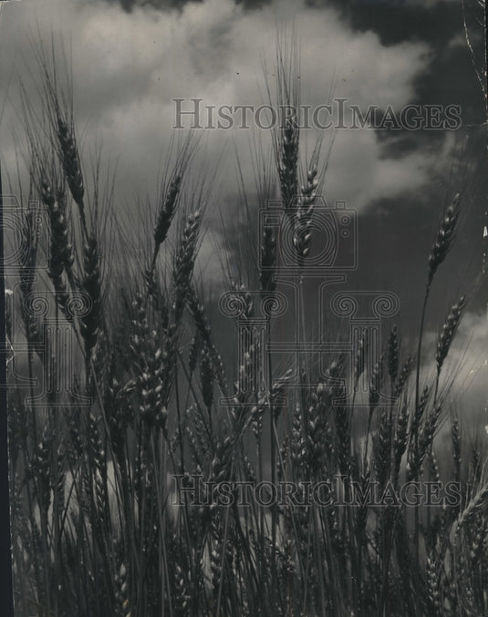 1983 Field of Grain-Historic Images
