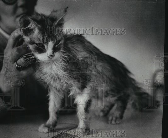 1978 Harlan Arnold and sickly cat Polly on stool, Michigan. - Historic Images