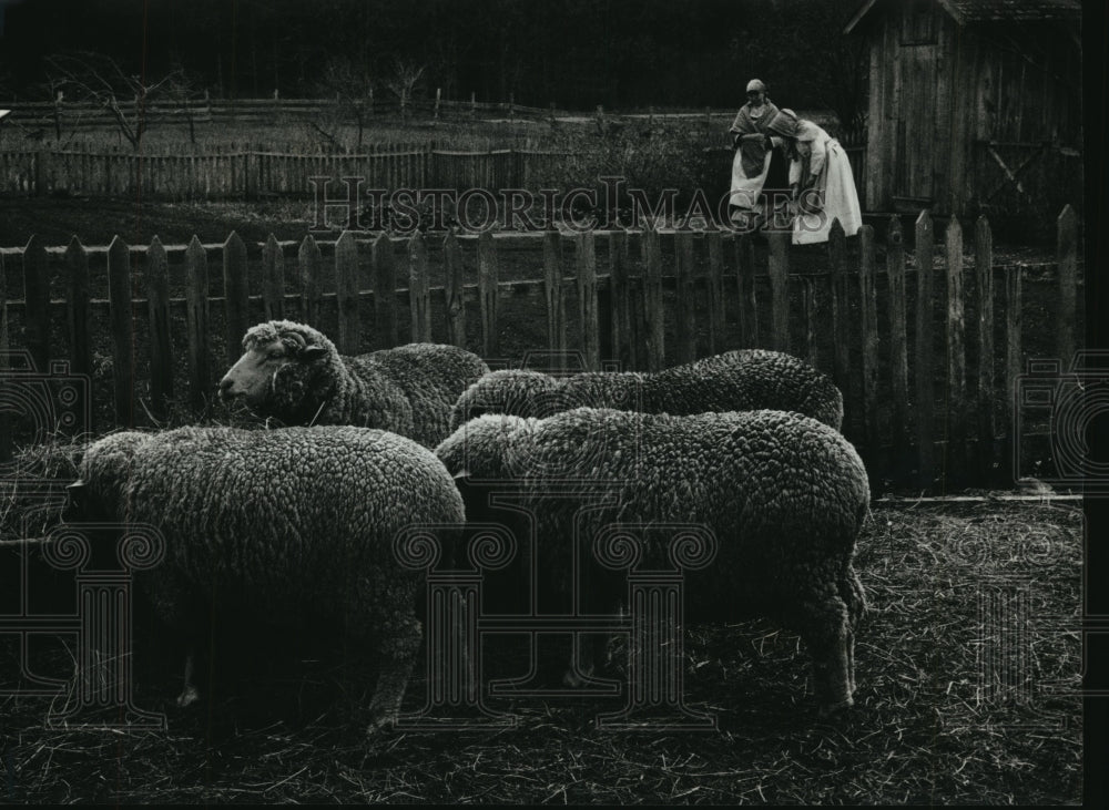 1993 Press Photo Merino Sheep Graze on Kopseli Farm, Eagle, Wisconsin - Historic Images