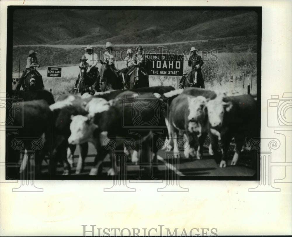 1981 Press Photo Wyoming-Idaho Border Cattle Drive - mjb54917 - Historic Images