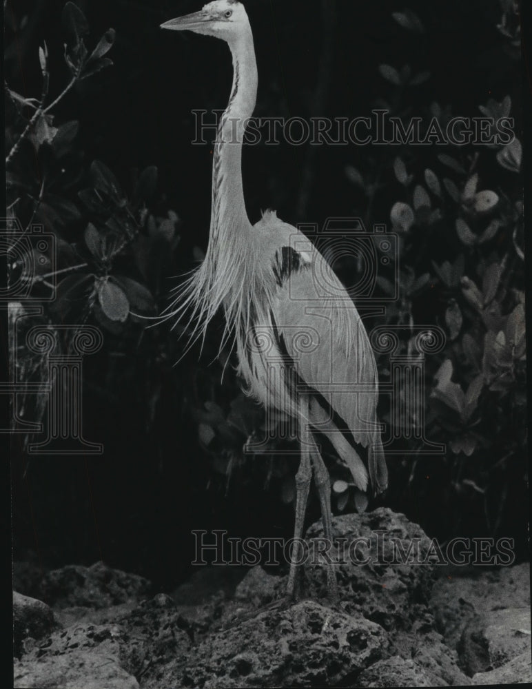 1977 Press Photo A Great Blue Heron along the Wilderness Waterway. - mjb55131 - Historic Images