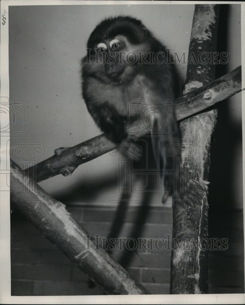 1940 Press Photo African Sooty Mangabey monkey new at Washington park Zoo - Historic Images