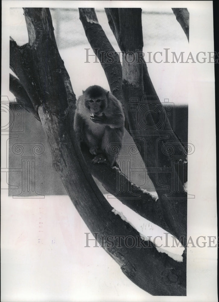 1978 Zoo Monkeys, Monkey Island Milwaukee Zoo-Historic Images