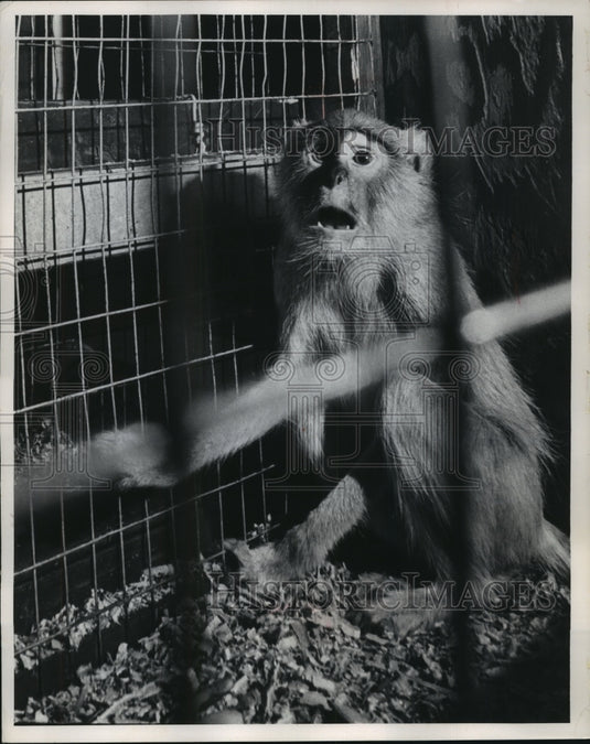 1965 Press Photo Milwaukee Zoo Military Monkey - mjb55377 - Historic Images