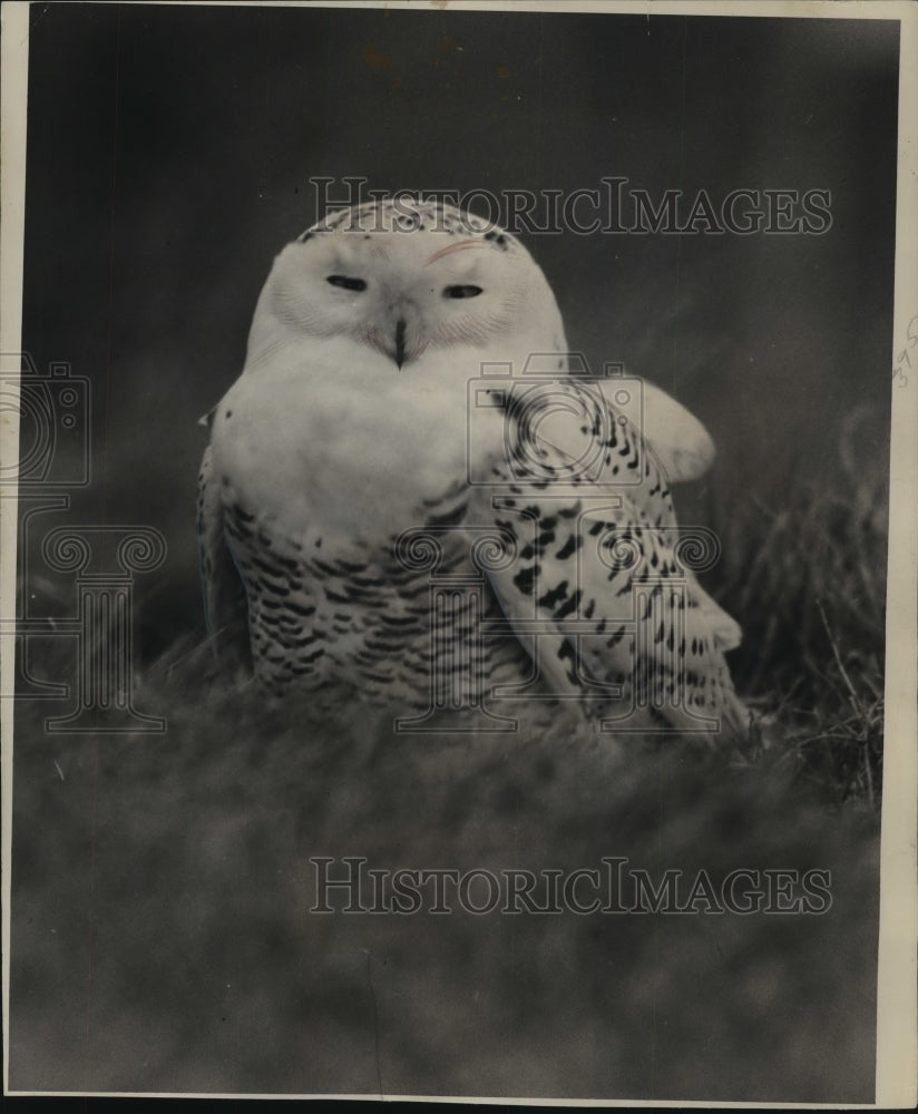 1949 A snowy owl in the wild.-Historic Images