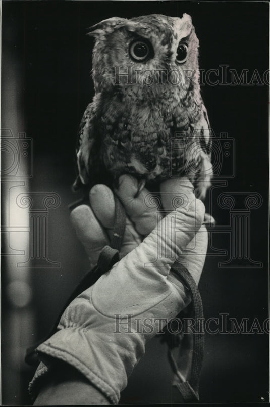 1989 Press Photo Screech owl rests in Joan Waid's hand - mjb55499 - Historic Images