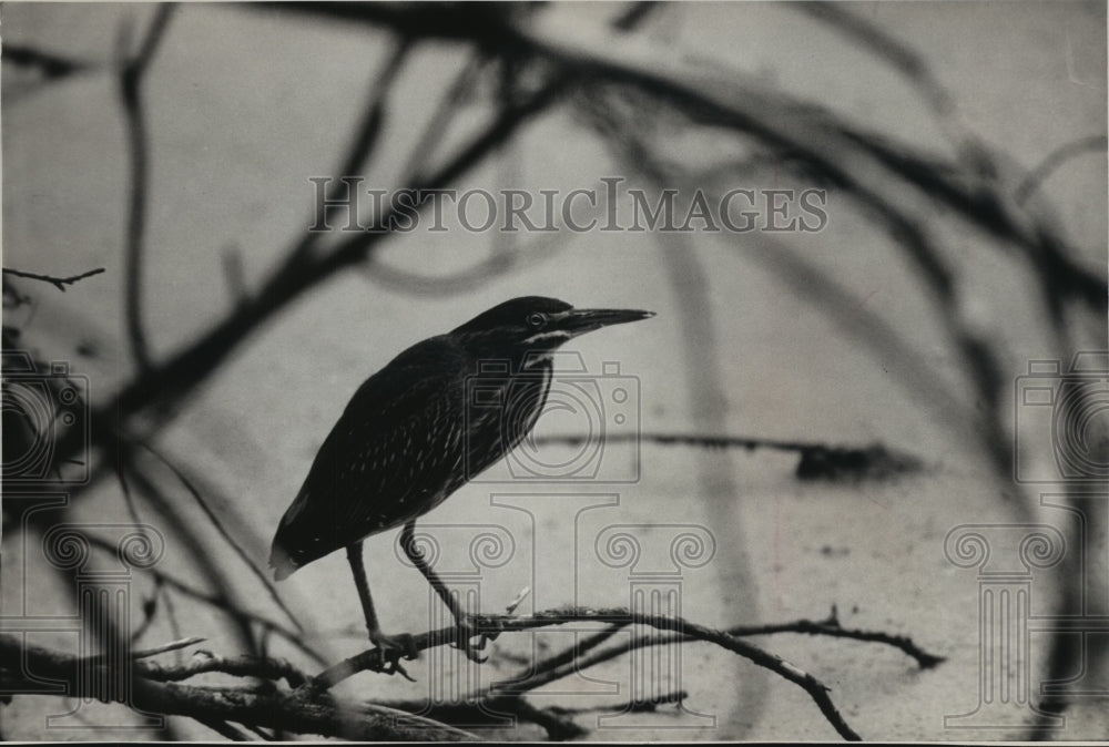 1988 Press Photo Green-backed heron sitting on tree branch at Lac Lawrann. - Historic Images