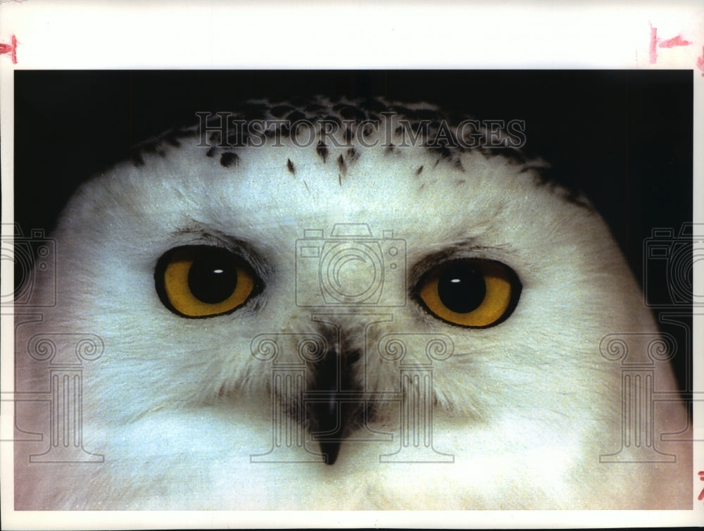 1993 Press Photo Young snowy owl recuperates at Wisconsin Wildlife Center - Historic Images