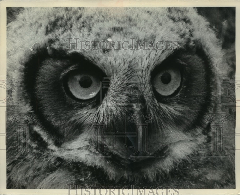 1961 Press Photo Great Horned Owls take up residence at Gerald Thiess dairy farm - Historic Images