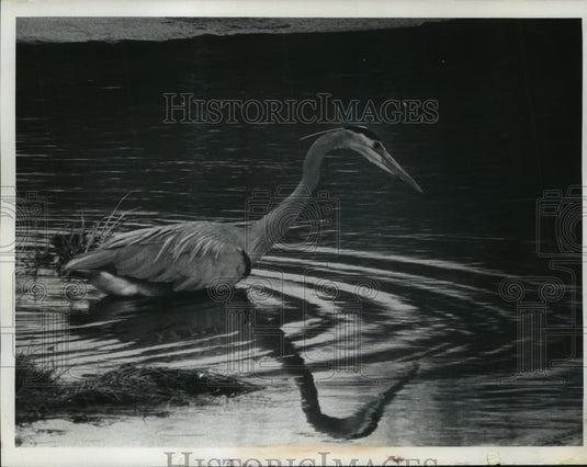 1974 Press Photo a great blue heron in after migrating back to Wisconsin - Historic Images