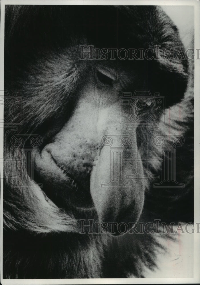 1977 Milwaukee Zoo&#39;s proboscis monkey, Schnoz, has a famous nose-Historic Images