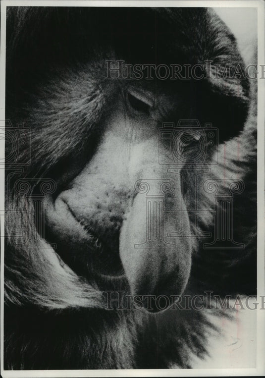 1977 Milwaukee Zoo's proboscis monkey, Schnoz, has a famous nose-Historic Images