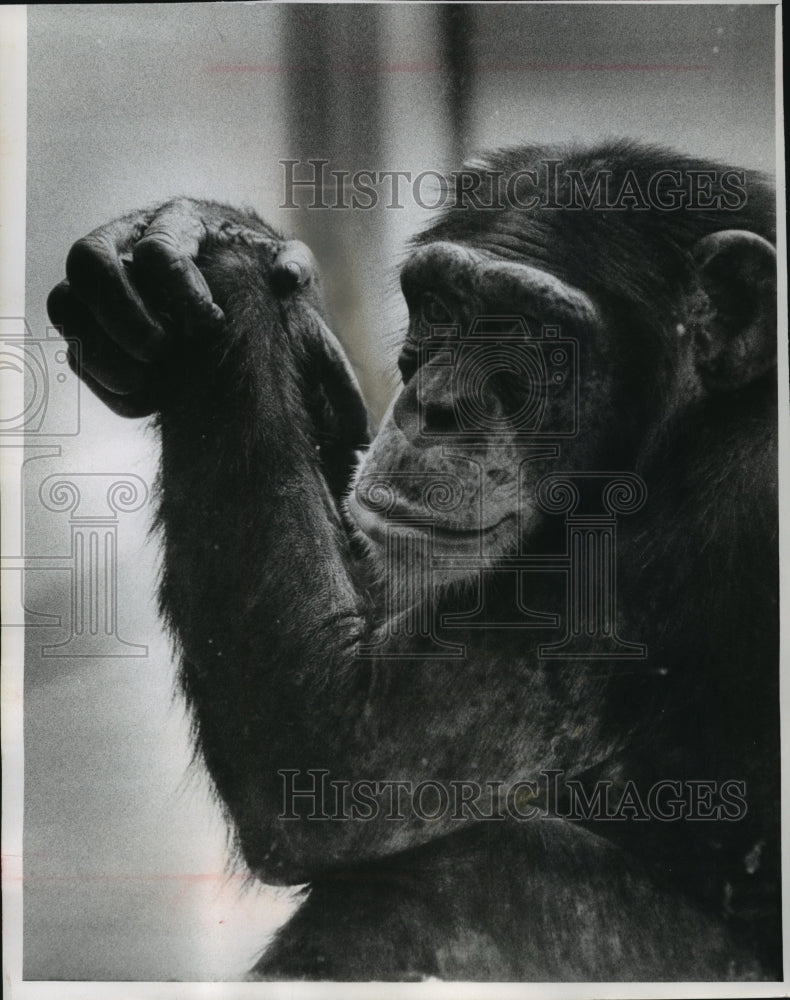 1962 Press Photo Milwaukee Zoo&#39;s monkey longs for outdoor playtime with friends - Historic Images