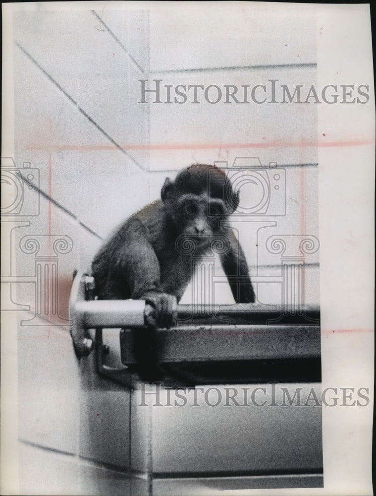 1965 Press Photo A baby, black macaque monkey pictured at Milwaukee Zoo - Historic Images