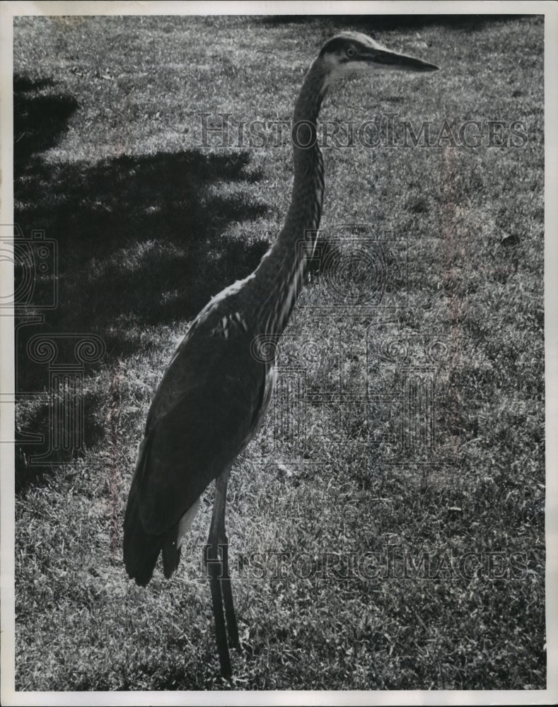 Press Photo great blue heron walks the streets of Cedarburg - mjb55975 - Historic Images