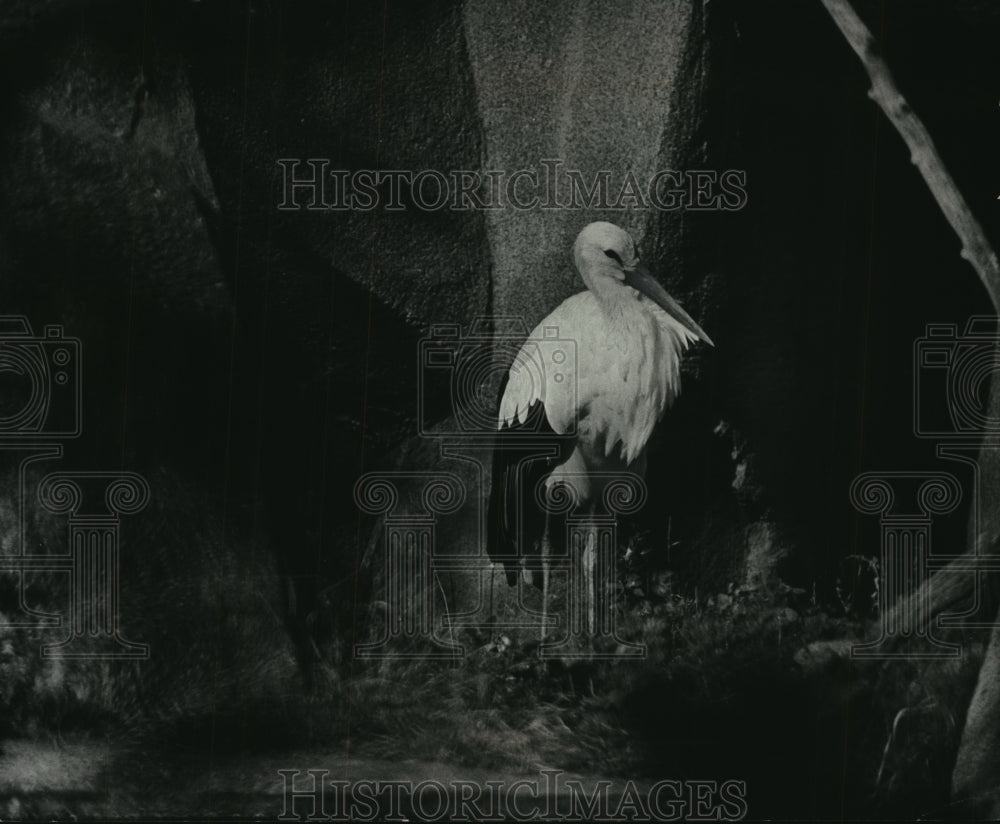 1976 The zoos European white stork enjoys a sulk at Milwaukee - Historic Images
