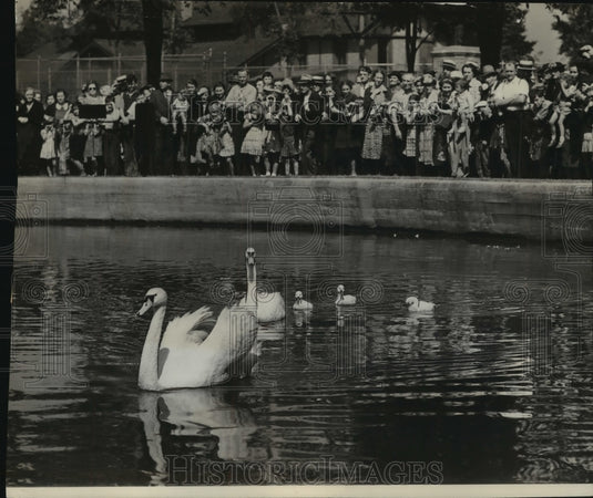 1938 Press Photo Family of swans in Monkey Islands at Milwaukee - mjb56231 - Historic Images