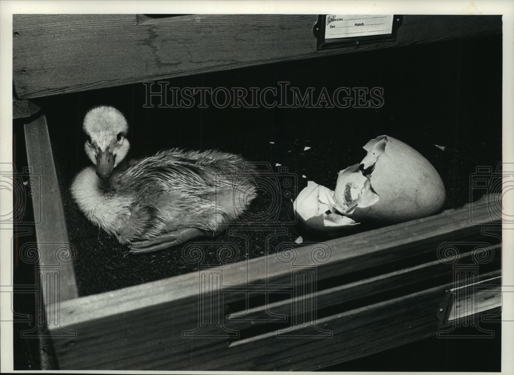 1989 Press Photo Newly hatched trumpeter swan at the Milwaukee County Zoo - Historic Images