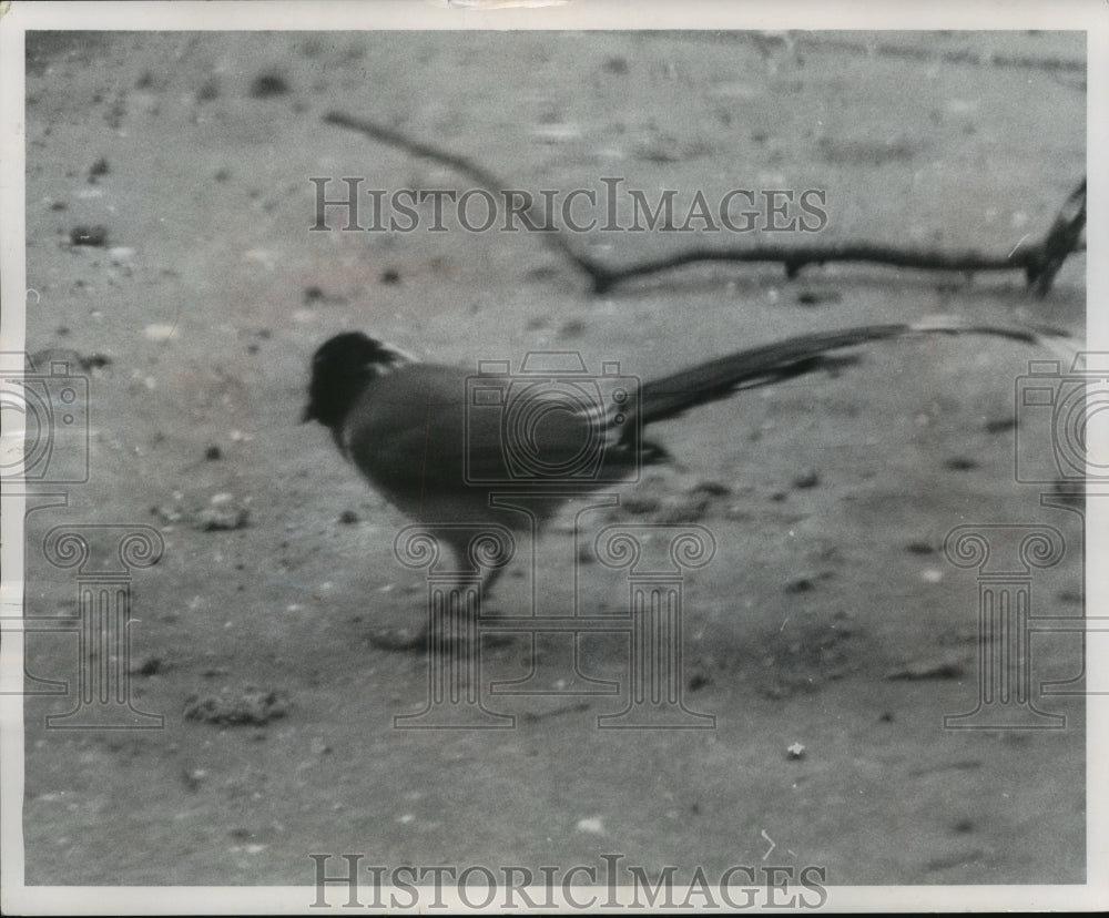 1962 Press Photo Himalayan Magpie Escaped from Washington Park Zoo in Wisconsin - Historic Images