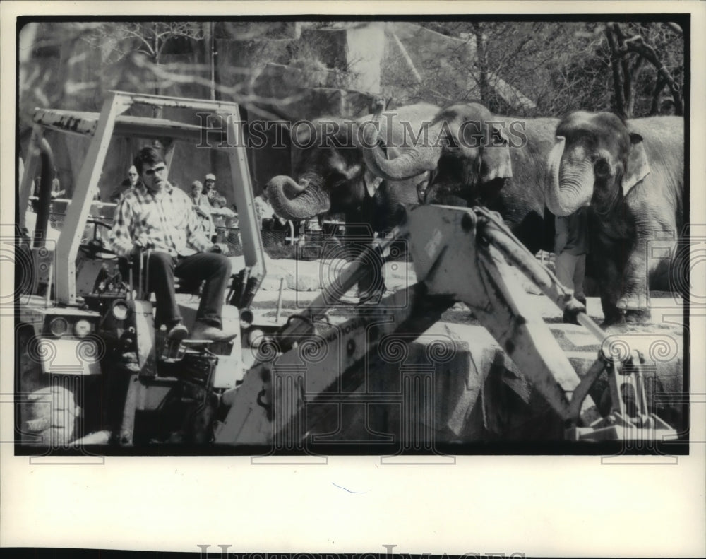 1984 Press Photo Elephants Raised Some Curiosity At Milwaukee Zoo - mjb56447 - Historic Images