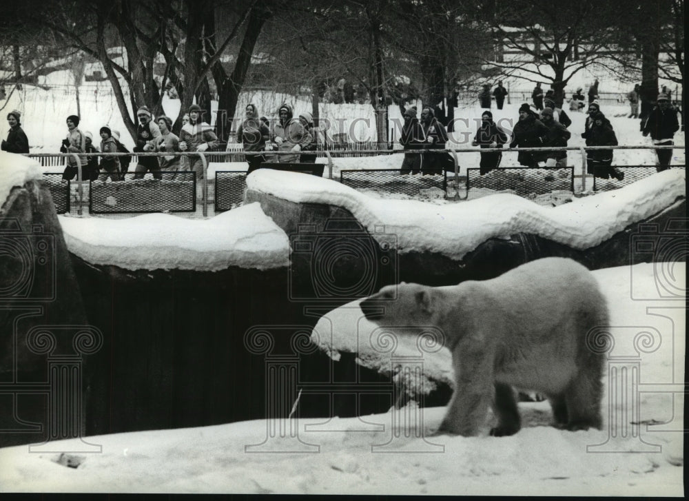 1982 Press Photo Runners Stop To See a Polar Bear at The Milwaukee County Zoo - Historic Images