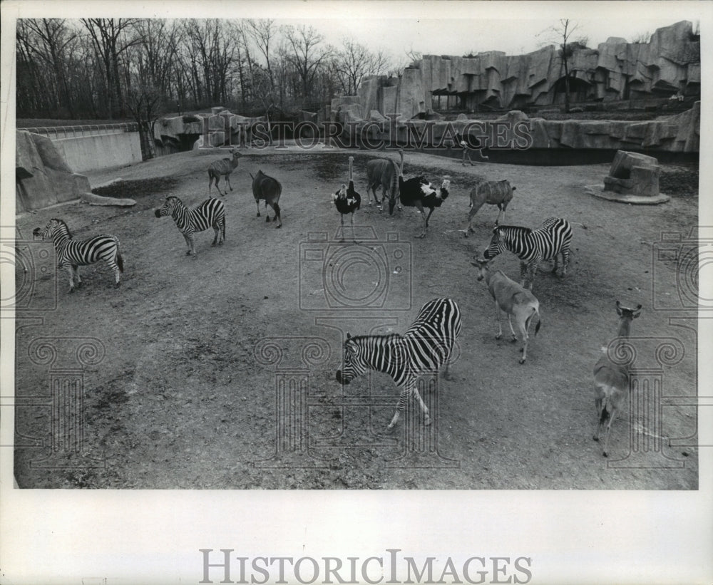 1973 Press Photo African yard animals on a warm December day at Milwaukee Zoo - Historic Images