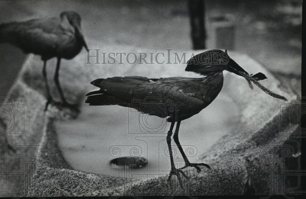 1982 Press Photo A pair of Hammerhead birds at the Milwaukee County Zoo - Historic Images