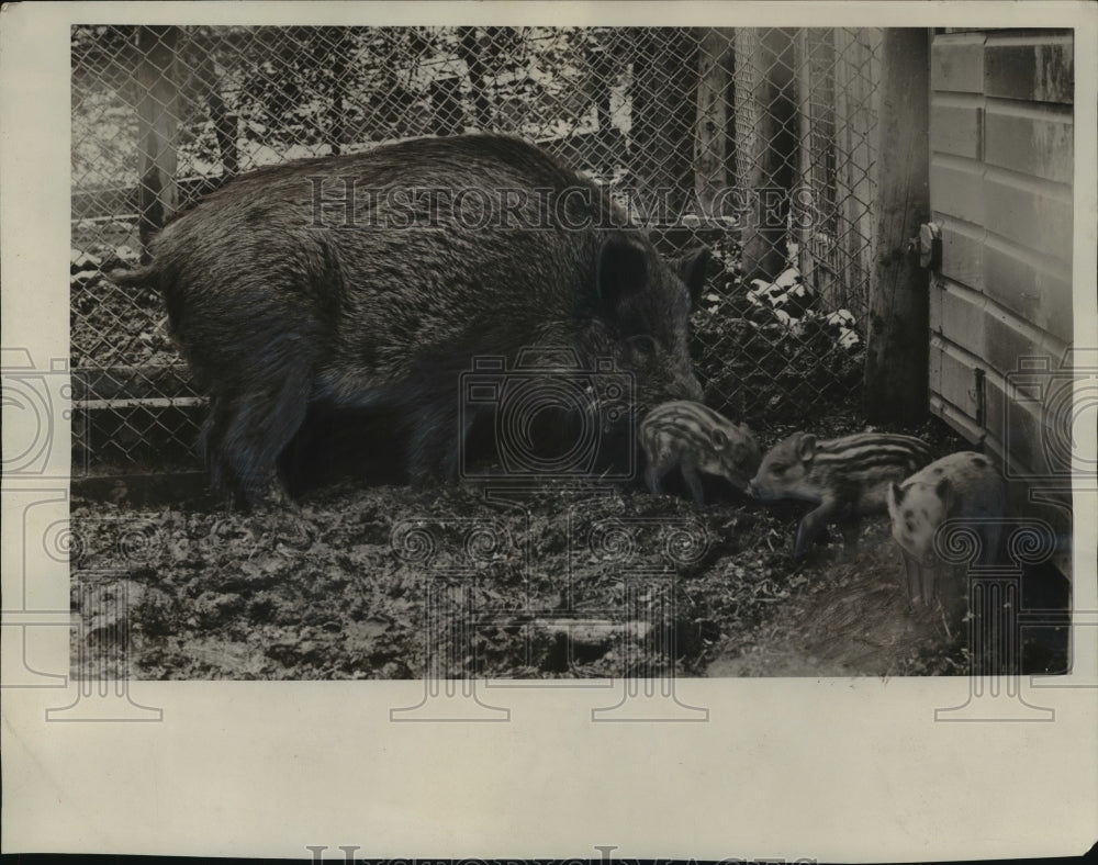 1933 Press Photo Wild boar babies, Milwaukee Zoo - mjb56568 - Historic Images