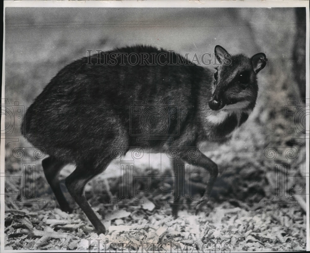 1969 Press Photo Asiatic Mouse Deer at the Milwaukee County Zoo in Wisconsin - Historic Images