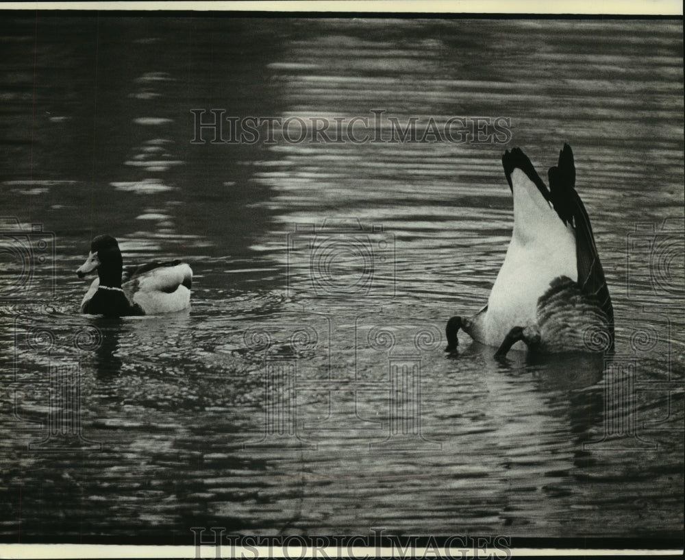 1980 Press Photo Mallard Swims by Canada Goose in Pond at Milwaukee County Zoo-Historic Images