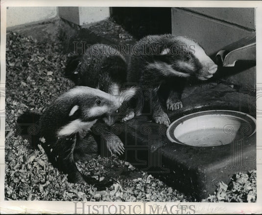 1968 Press Photo Baby hog badgers at the Milwaukee Zoo - mjb56650 - Historic Images