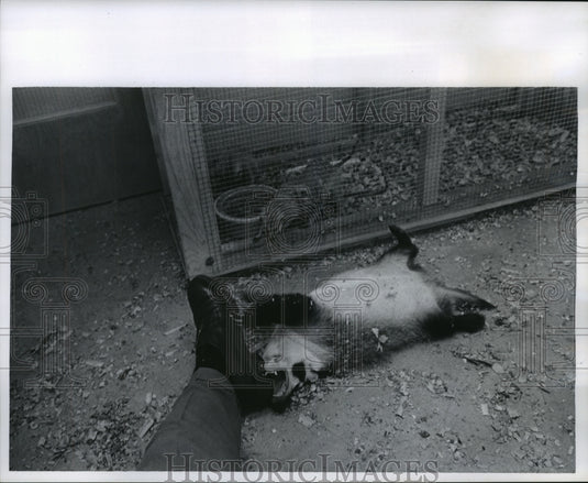 1965 Press Photo Playful badger at Milwaukee Zoo - mjb56651 - Historic Images
