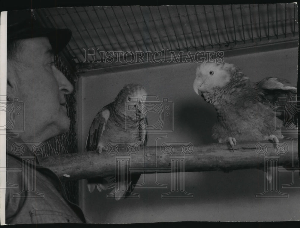 1947 Press Photo Milwaukee Zoo - Birds - 2 Parrots - mjb56663 - Historic Images