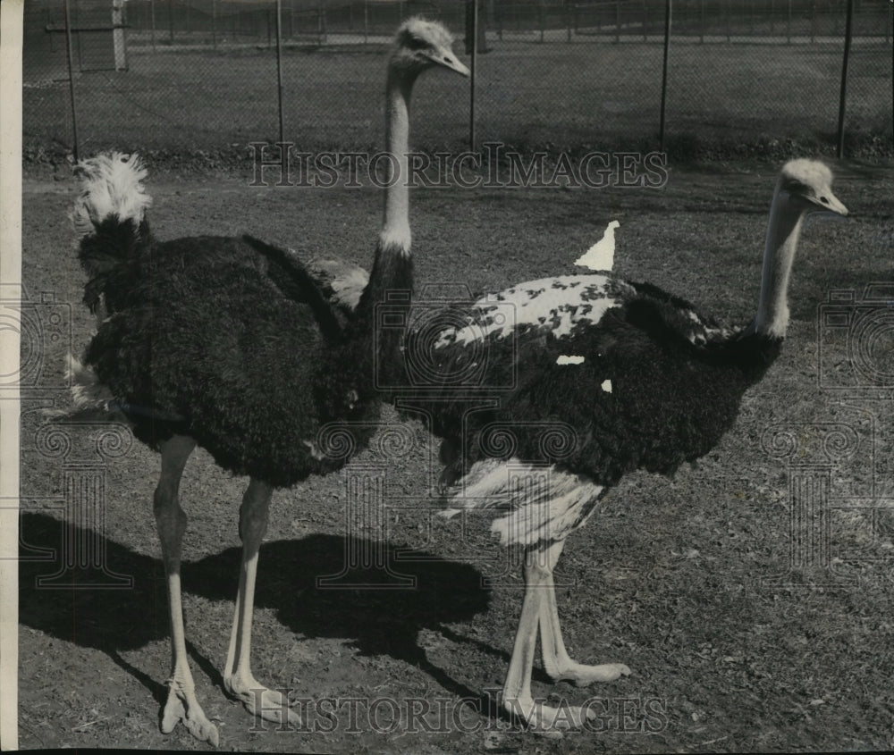 1948 Washington Park Zoo Milwaukee, Ostriches outdoors for spring-Historic Images