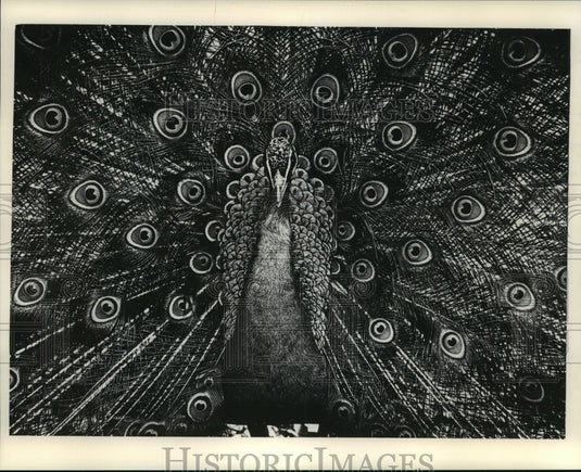 1984 Press Photo Milwaukee County Zoo peacock struts outside in sunshine - Historic Images