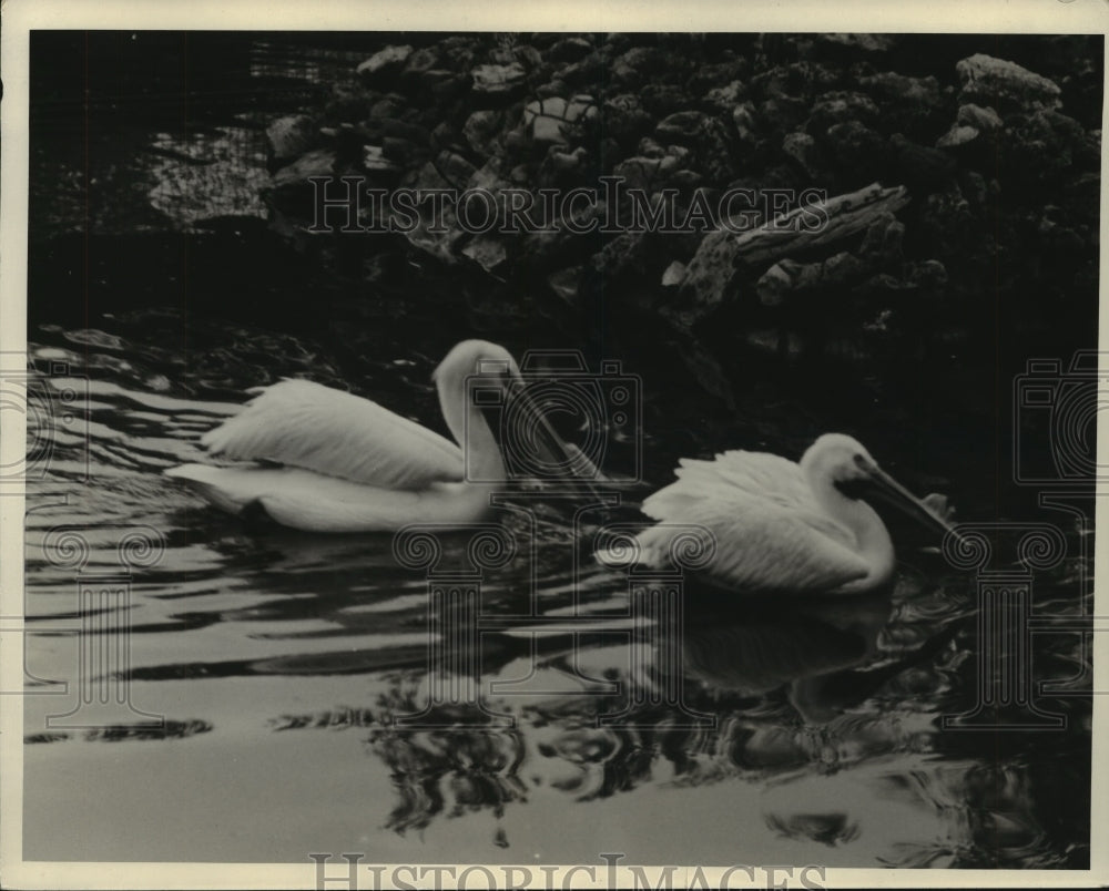 1934 Press Photo Milwaukee Zoo - Pelicans - mjb56667 - Historic Images