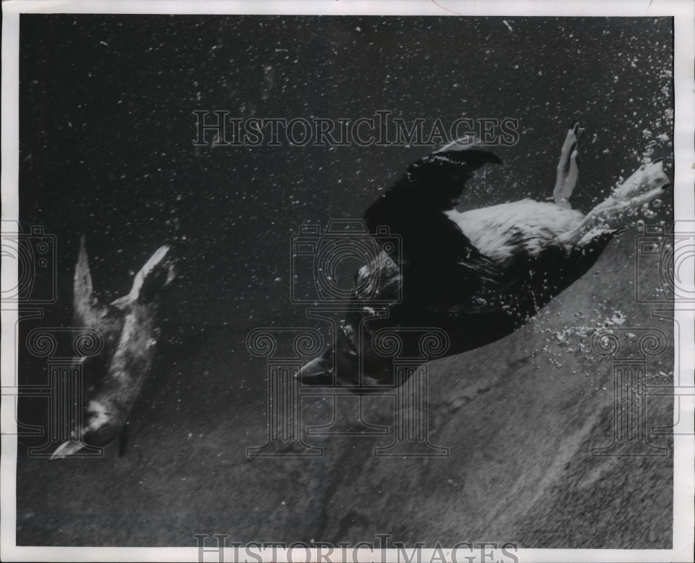 1969 Press Photo Bird puffins swim after being donated to Milwaukee County Zoo - Historic Images