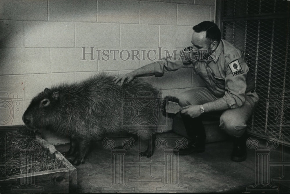 1971 Press Photo Keeper Bruce Davis brushes capybara coat at Milwaukee zoo - Historic Images