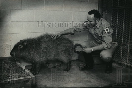 1971 Press Photo Keeper Bruce Davis brushes capybara coat at Milwaukee zoo - Historic Images