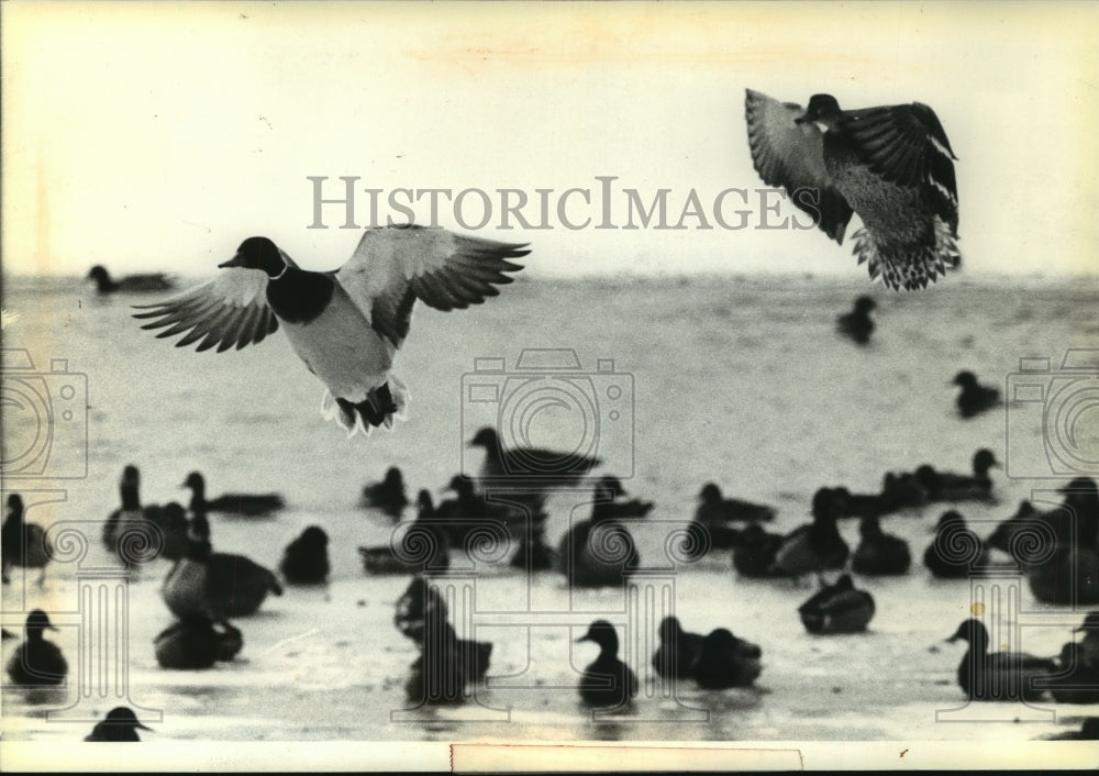 1980 Ducks land at Lake Evinrude on the Milwaukee zoo grounds-Historic Images