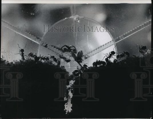 1971 Press Photo Harvester ants digging tunnels at the Milwaukee County Zoo - Historic Images