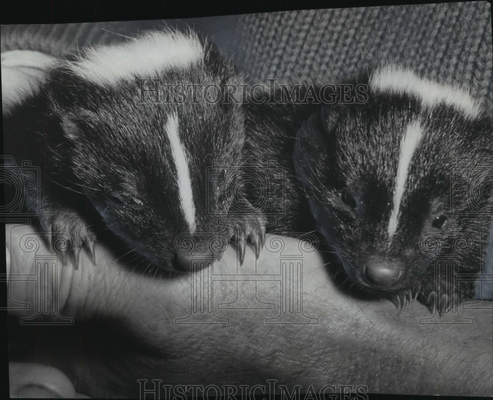 1948 Press Photo William Moore Donated Skunk Babies To Washington Park Zoo - Historic Images