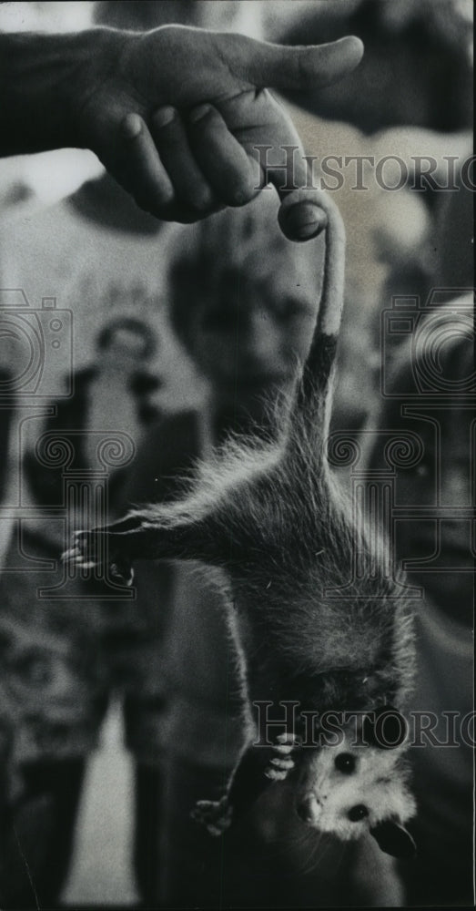 1976 Press Photo Opossum Hangs From Rod Crouse's Finger In Children's Zoo - Historic Images