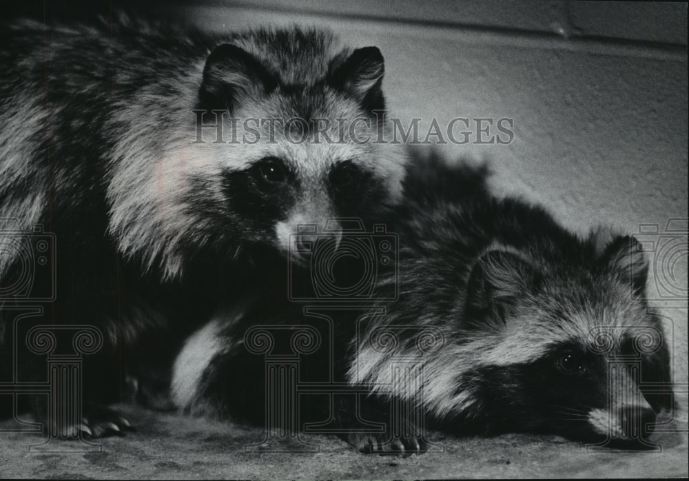 1978 Raccoon Dogs At Milwaukee Zoo's Small Mammal House - Historic Images