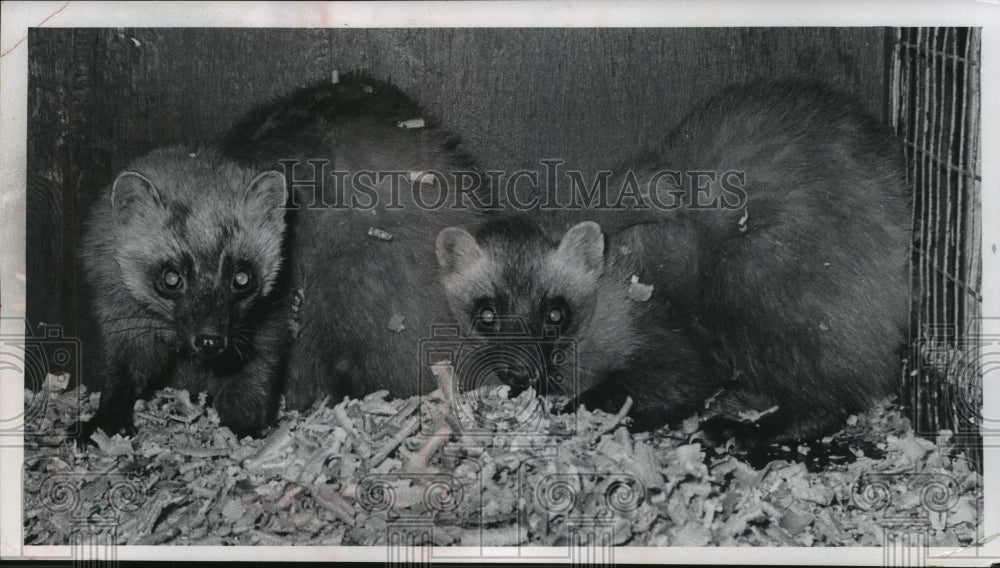 1985 Press Photo Asiatic Martens Arrive At Milwaukee County Zoo - mjb56713 - Historic Images