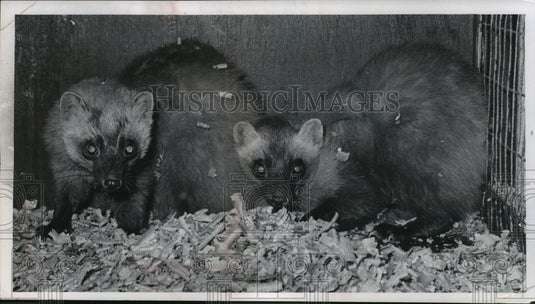 1985 Press Photo Asiatic Martens Arrive At Milwaukee County Zoo - mjb56713 - Historic Images
