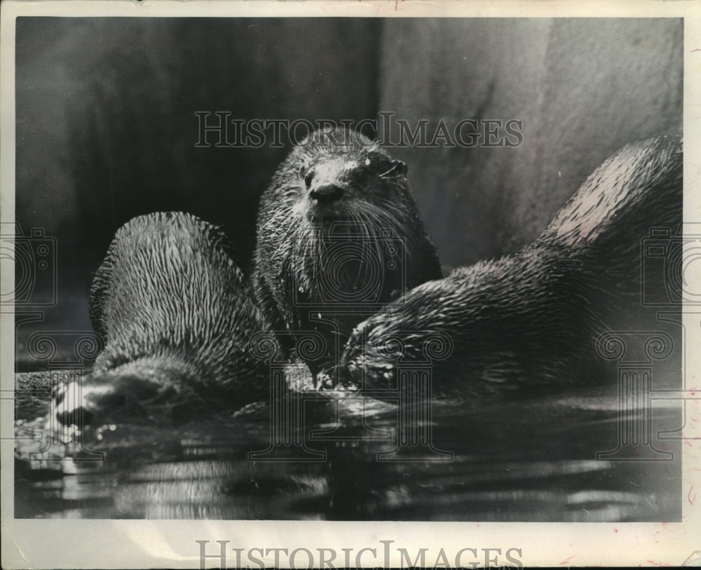 1966 Press Photo Three Canadian Otters Swim At Milwaukee Zoo - mjb56715 - Historic Images