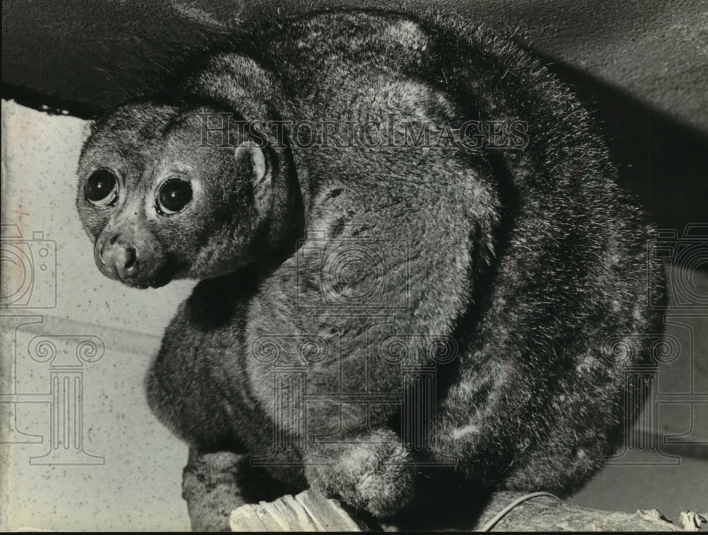 1980 Press Photo Rare potto stares at visitors at the Milwaukee County Zoo - Historic Images