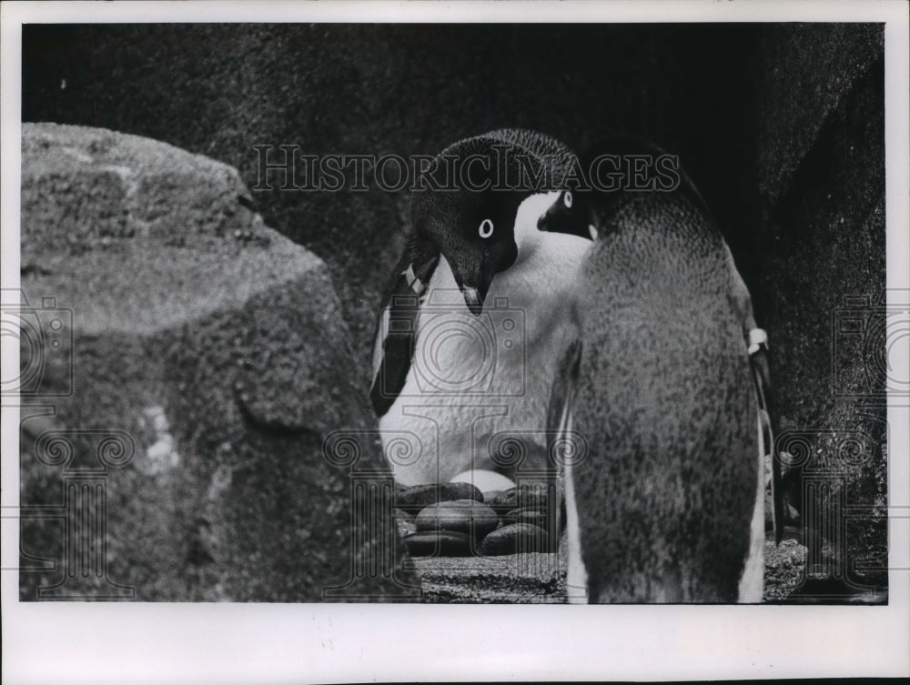 1968 Press Photo Penguin sits on an egg at the Milwaukee County Zoo - mjb56732 - Historic Images