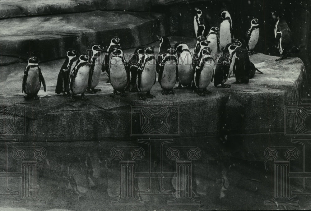1977 Humboldt penguins being introduced to the Milwaukee County Zoo-Historic Images